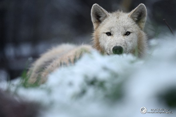 Polarwölfe Arctic wolves Anyu Nova Yuki